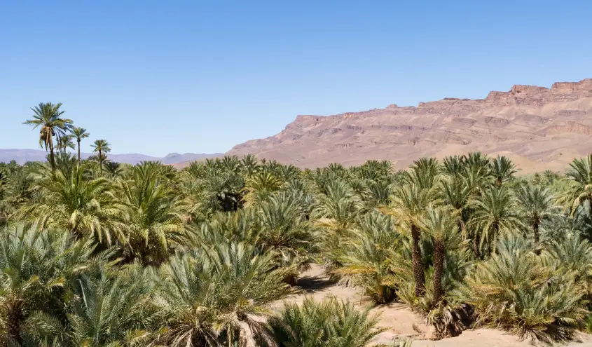 Excursion désert de Tinfou; Vallée du Drâa, balade de dromadaire