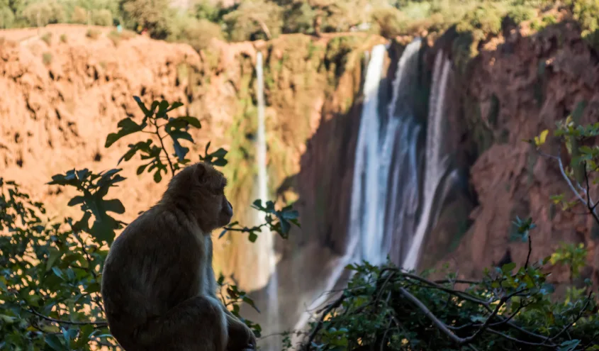 Excursion aux cascades d’Ouzoud au départ de Marrakech – 1 jour 