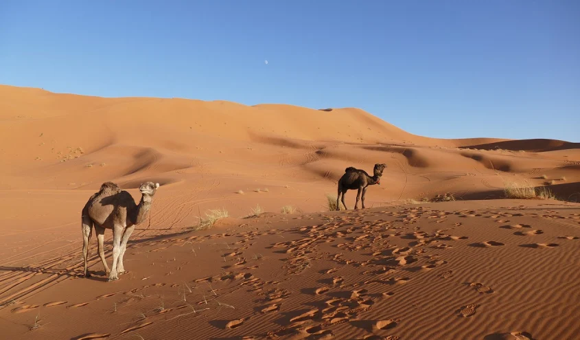 Circuit désert d’Erg Chegaga au départ de Ouarzazate – 2 jours 